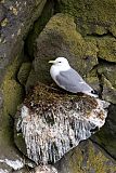 Black-legged Kittiwake